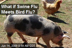 What if Swine Flu Meets Bird Flu?
