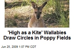 'High as a Kite' Wallabies Draw Circles in Poppy Fields