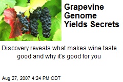 Grapevine Genome Yields Secrets
