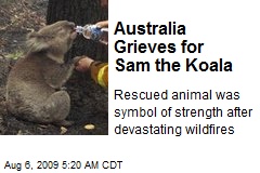 Australia Grieves for Sam the Koala