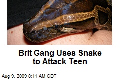 Brit Gang Uses Snake to Attack Teen