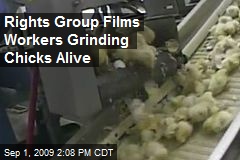 Rights Group Films Workers Grinding Chicks Alive