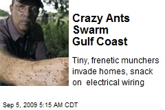 Crazy Ants Swarm Gulf Coast