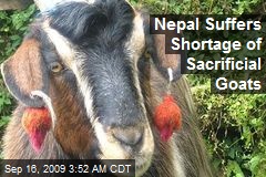 Nepal Suffers Shortage of Sacrificial Goats