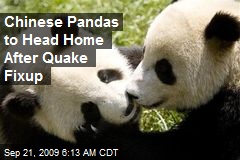 Chinese Pandas to Head Home After Quake Fixup