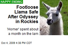 Footloose Llama Safe After Odyssey in Rockies