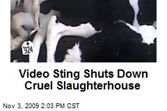 Video Sting Shuts Down Cruel Slaughterhouse