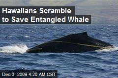 Hawaiians Scramble to Save Entangled Whale