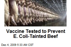 Vaccine Tested to Prevent E. Coli-Tainted Beef