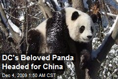 DC's Beloved Panda Headed for China