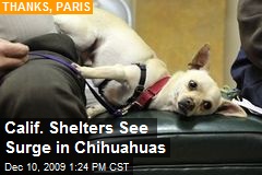 Calif. Shelters See Surge in Chihuahuas