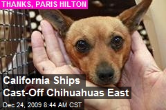 California Ships Cast-Off Chihuahuas East