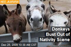 Donkeys Bust Out of Nativity Scene