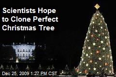 Scientists Hope to Clone Perfect Christmas Tree