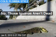 No, Those Iguanas Aren't Dead