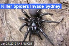 Killer Spiders Invade Sydney
