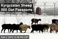 Kyrgyzstan Sheep Will Get Passports
