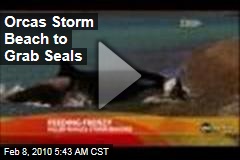 Orcas Storm Beach to Grab Seals