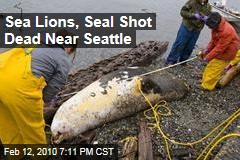 Sea Lions, Seal Shot Dead Near Seattle