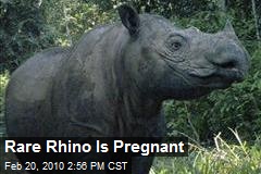 Rare Rhino Is Pregnant