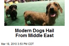 Modern Dogs Hail From Middle East