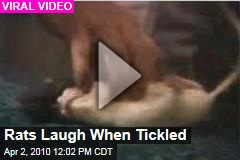 Rats Laugh When Tickled