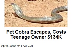 Pet Cobra Escapes, Costs Teenage Owner $134K
