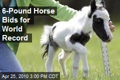 Mini Horse In Barnstead Could Claim World Record - New Hampshire News Story - WMUR Manchester