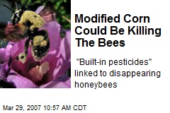 Modified Corn Could Be Killing The Bees