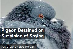 Pigeon Detained on Suspicion of Spying