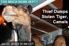 Thief Dumps Stolen Tiger, Camels