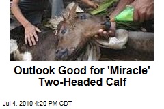 Outlook Good for 'Miracle' Two-Headed Calf