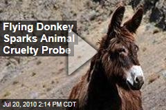 Flying Donkey Sparks Animal Cruelty Probe