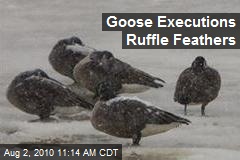 Goose Executions Ruffle Feathers