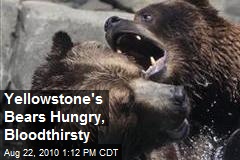 Yellowstone's Bears Hungry, Bloodthirsty