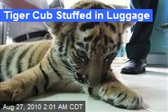 Tiger Cub Found in Luggage